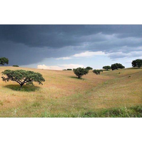 Cork Trees in Approaching Storm White Modern Wood Framed Art Print by Hellmann, Stan