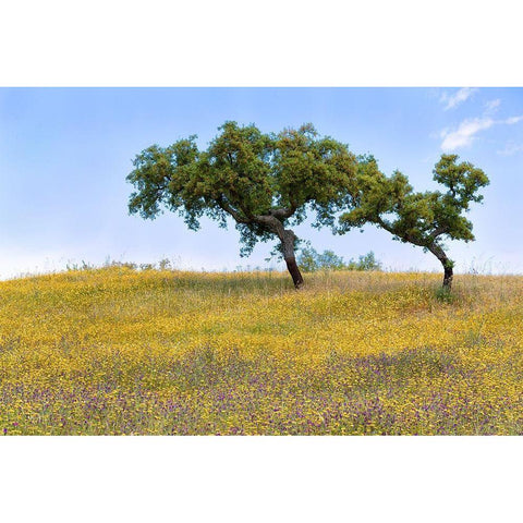 Two Cork Trees White Modern Wood Framed Art Print by Hellmann, Stan