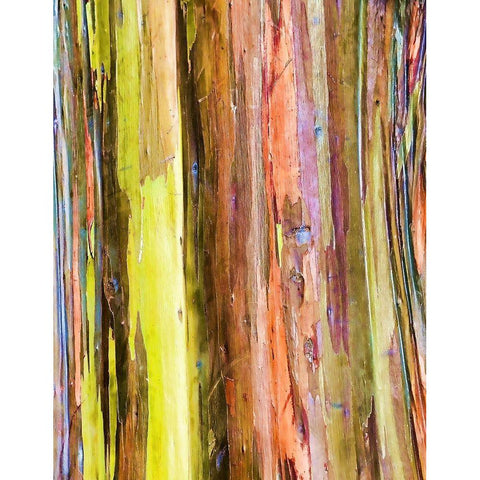 Eucalyptus Bark I White Modern Wood Framed Art Print by Hellmann, Stan