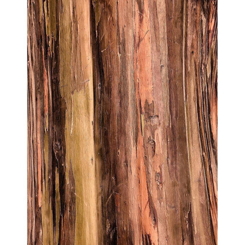 Eucalyptus Bark II White Modern Wood Framed Art Print by Hellmann, Stan