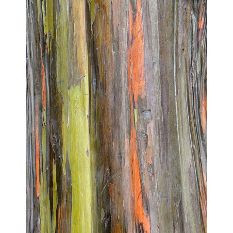 Eucalyptus Bark III White Modern Wood Framed Art Print by Hellmann, Stan