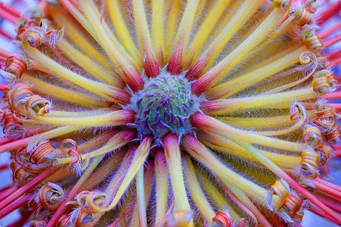 Pincushion Symmetry Black Ornate Wood Framed Art Print with Double Matting by Hellmann, Stan