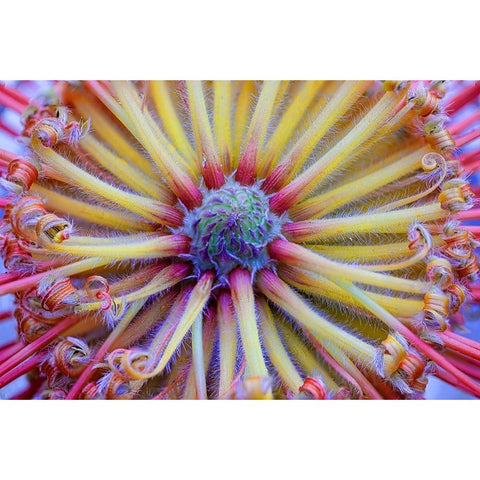 Pincushion Symmetry Black Modern Wood Framed Art Print by Hellmann, Stan