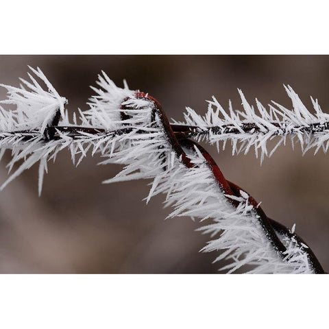 Winter Fence White Modern Wood Framed Art Print by Hellmann, Stan