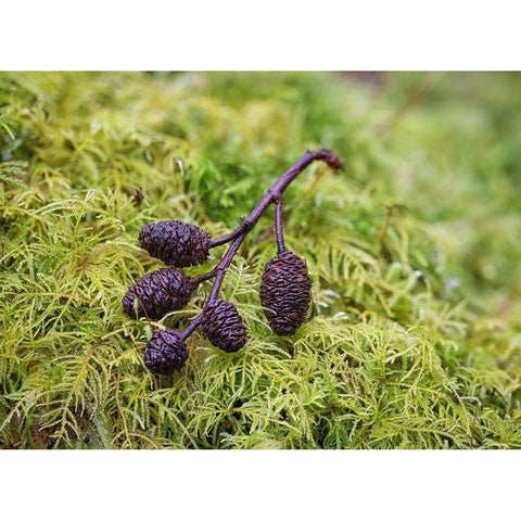 Tiny Alder Cones on Fern Moss Black Modern Wood Framed Art Print with Double Matting by Hellmann, Stan