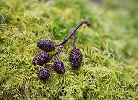 Tiny Alder Cones on Fern Moss White Modern Wood Framed Art Print with Double Matting by Hellmann, Stan