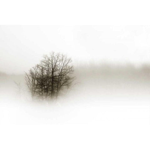 In the Mist II White Modern Wood Framed Art Print by Hausenflock, Alan