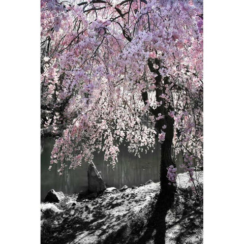 Cherry Tree I White Modern Wood Framed Art Print by Hausenflock, Alan