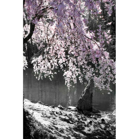 Cherry Tree II White Modern Wood Framed Art Print by Hausenflock, Alan