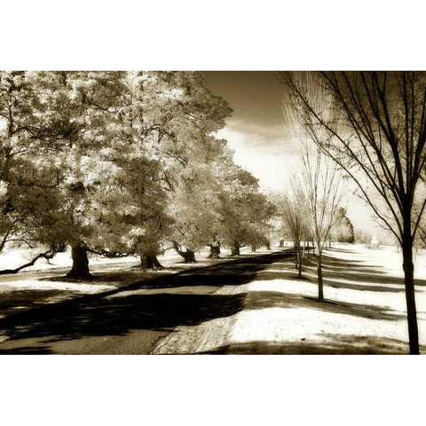 Stately Magnolias I White Modern Wood Framed Art Print by Hausenflock, Alan