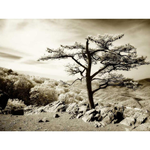 Lone Pine I Black Modern Wood Framed Art Print with Double Matting by Hausenflock, Alan