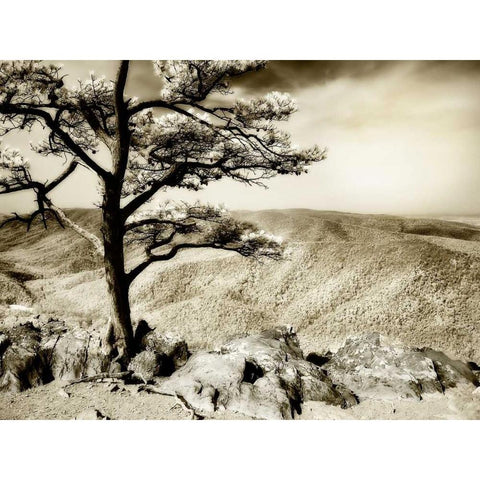 Lone Pine II White Modern Wood Framed Art Print by Hausenflock, Alan