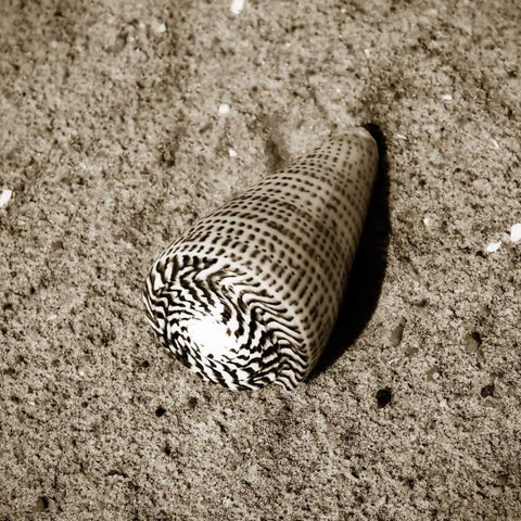 Seashells VI White Modern Wood Framed Art Print by Hausenflock, Alan