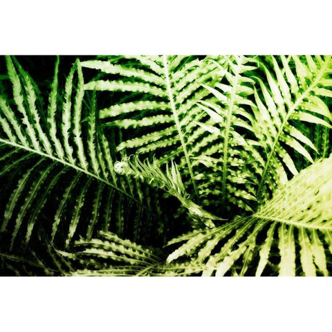 Tropical Foliage II Gold Ornate Wood Framed Art Print with Double Matting by Hausenflock, Alan