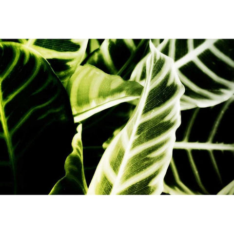 Tropical Foliage III White Modern Wood Framed Art Print by Hausenflock, Alan