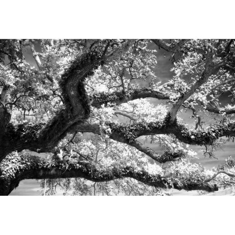 Coast Live Oak I White Modern Wood Framed Art Print by Hausenflock, Alan