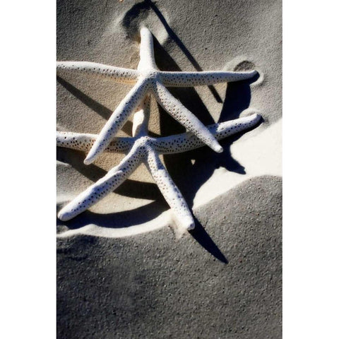 Sea Stars I White Modern Wood Framed Art Print by Hausenflock, Alan