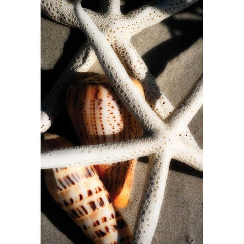 Shells by the Sea II Gold Ornate Wood Framed Art Print with Double Matting by Hausenflock, Alan