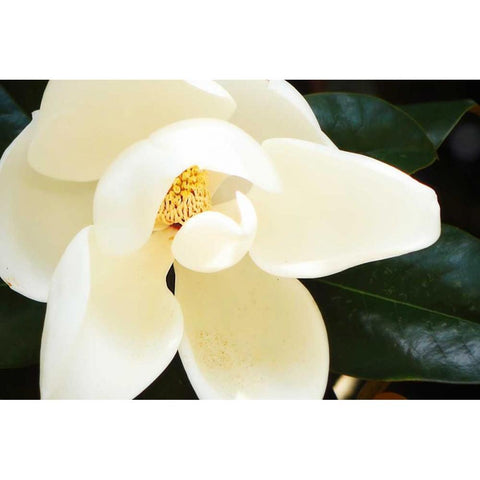 Southern Magnolia I White Modern Wood Framed Art Print by Hausenflock, Alan