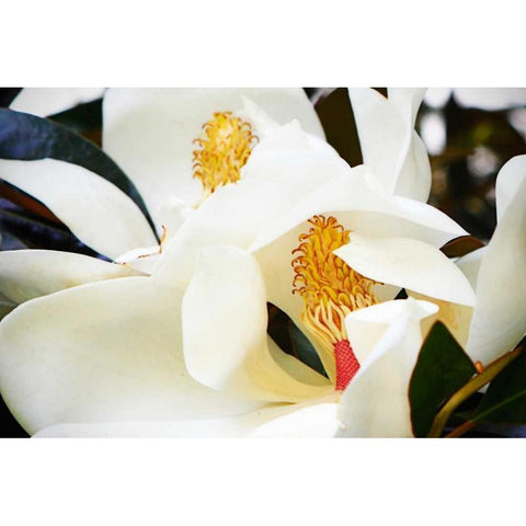 Southern Magnolia II White Modern Wood Framed Art Print by Hausenflock, Alan