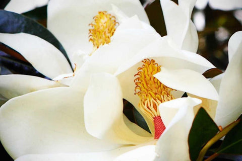 Southern Magnolia II White Modern Wood Framed Art Print with Double Matting by Hausenflock, Alan