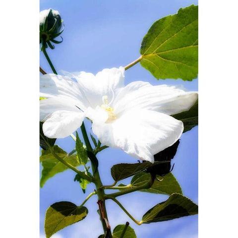 Hibiscus I White Modern Wood Framed Art Print by Hausenflock, Alan