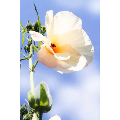 Hibiscus II White Modern Wood Framed Art Print by Hausenflock, Alan