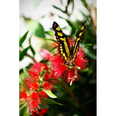 Bairds Swallowtail I Black Modern Wood Framed Art Print by Hausenflock, Alan