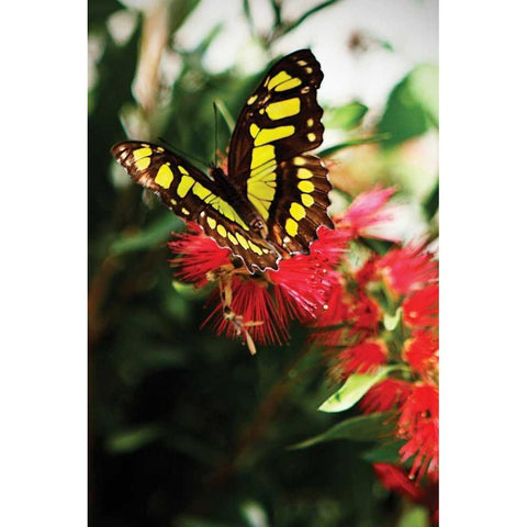 Bairds Swallowtail II Black Modern Wood Framed Art Print with Double Matting by Hausenflock, Alan