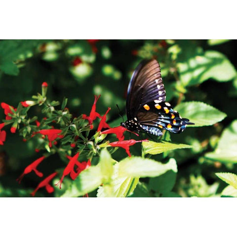 Pipevine Swallowtail White Modern Wood Framed Art Print by Hausenflock, Alan