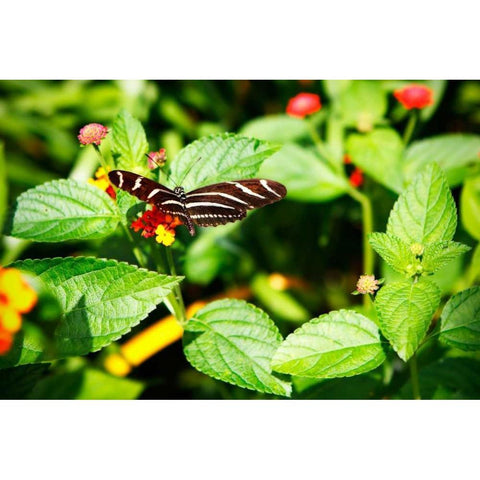 Zebra Longwing White Modern Wood Framed Art Print by Hausenflock, Alan