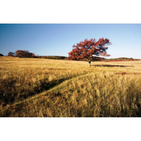 Autumn Meadow I Gold Ornate Wood Framed Art Print with Double Matting by Hausenflock, Alan