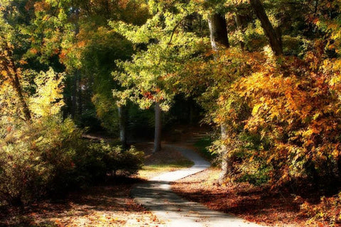 Autumn Pathway I White Modern Wood Framed Art Print with Double Matting by Hausenflock, Alan