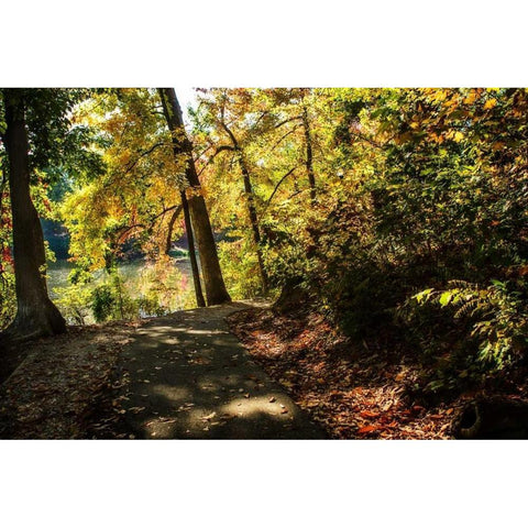 Autumn Pathway II Black Modern Wood Framed Art Print with Double Matting by Hausenflock, Alan