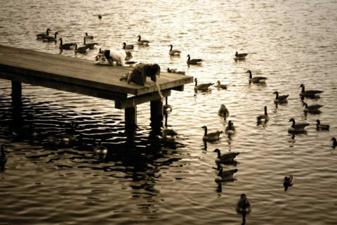 Feeding the Geese II White Modern Wood Framed Art Print with Double Matting by Hausenflock, Alan