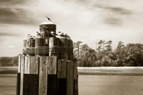 Pamlico Gulls I Black Ornate Wood Framed Art Print with Double Matting by Hausenflock, Alan