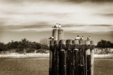 Pamlico Gulls II White Modern Wood Framed Art Print with Double Matting by Hausenflock, Alan