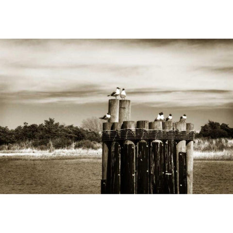 Pamlico Gulls II White Modern Wood Framed Art Print by Hausenflock, Alan