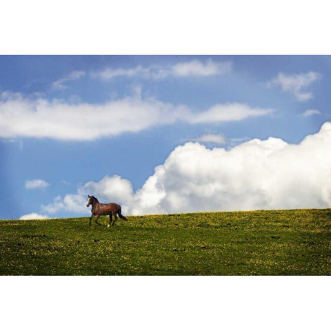 Horses in the Clouds I Gold Ornate Wood Framed Art Print with Double Matting by Hausenflock, Alan