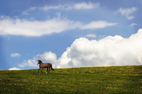 Horses in the Clouds I White Modern Wood Framed Art Print with Double Matting by Hausenflock, Alan