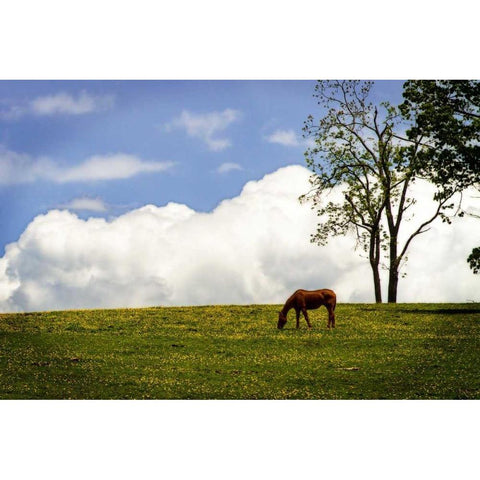 Horses in the Clouds II Black Modern Wood Framed Art Print with Double Matting by Hausenflock, Alan