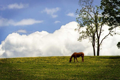 Horses in the Clouds II Black Ornate Wood Framed Art Print with Double Matting by Hausenflock, Alan