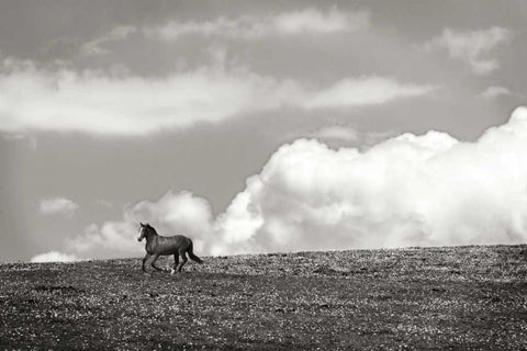 Horses in the Clouds I - BW White Modern Wood Framed Art Print with Double Matting by Hausenflock, Alan