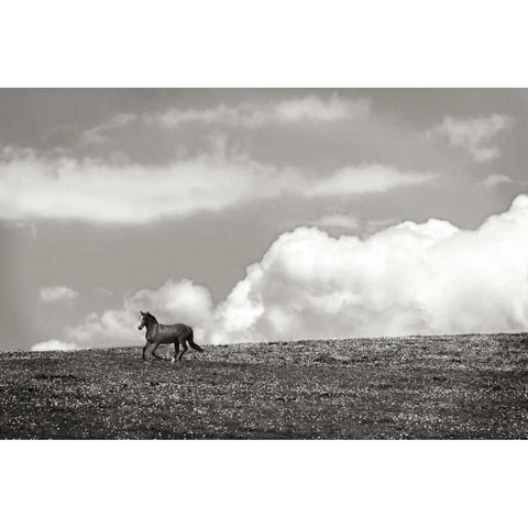 Horses in the Clouds I - BW Gold Ornate Wood Framed Art Print with Double Matting by Hausenflock, Alan