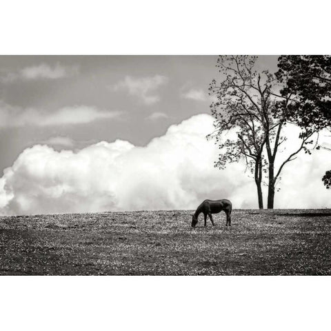 Horses in the Clouds II - BW Black Modern Wood Framed Art Print with Double Matting by Hausenflock, Alan