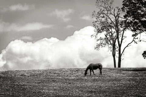 Horses in the Clouds II - BW White Modern Wood Framed Art Print with Double Matting by Hausenflock, Alan