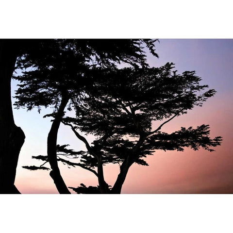 Cypress Silhouette I Black Modern Wood Framed Art Print with Double Matting by Hausenflock, Alan