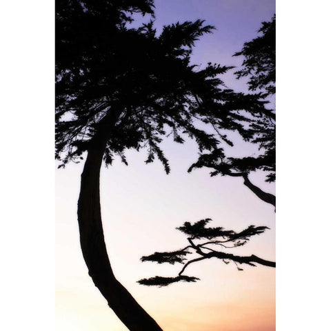 Cypress Silhouette II White Modern Wood Framed Art Print by Hausenflock, Alan