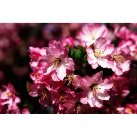 Cherry Blossoms I Gold Ornate Wood Framed Art Print with Double Matting by Hausenflock, Alan