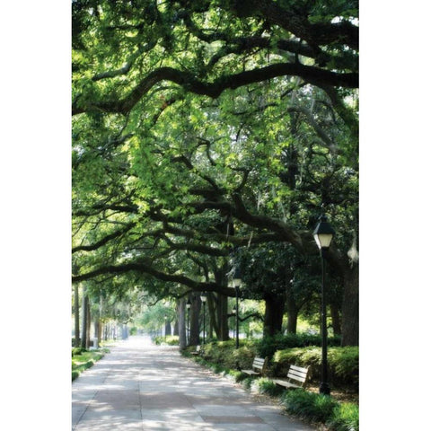 Savannah Sidewalk I White Modern Wood Framed Art Print by Hausenflock, Alan